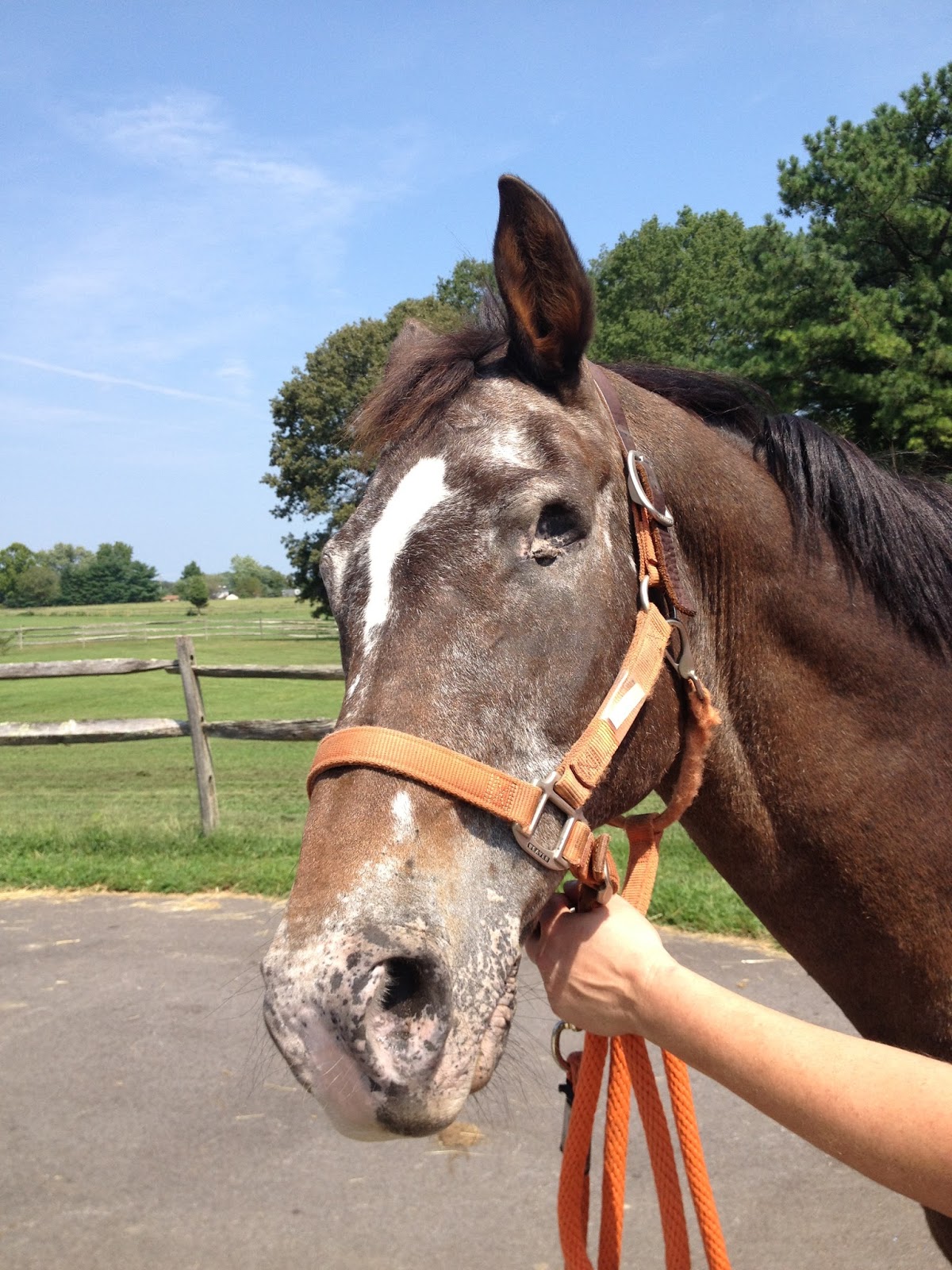 Journey of a Dressage Student Trail Ride with a One Eyed Horse